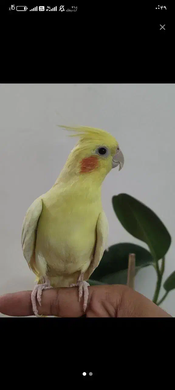 عروس هلندی و تازه دون خور لوتینو|پرنده|قم, نوبهار|دیوار