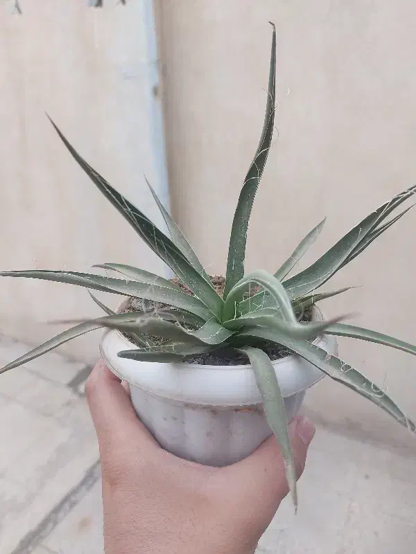 گل کاکتوس|گل و گیاه طبیعی|محمدیه-قزوین, |دیوار