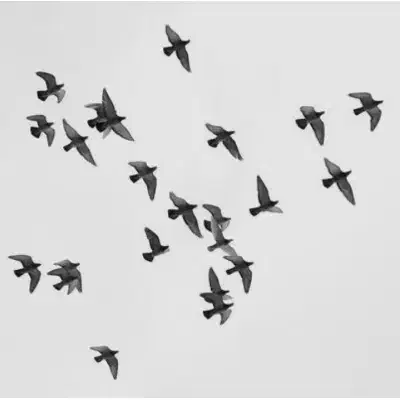 کبوتر بازی چاشنی بازی|پرنده|کرمان, |دیوار