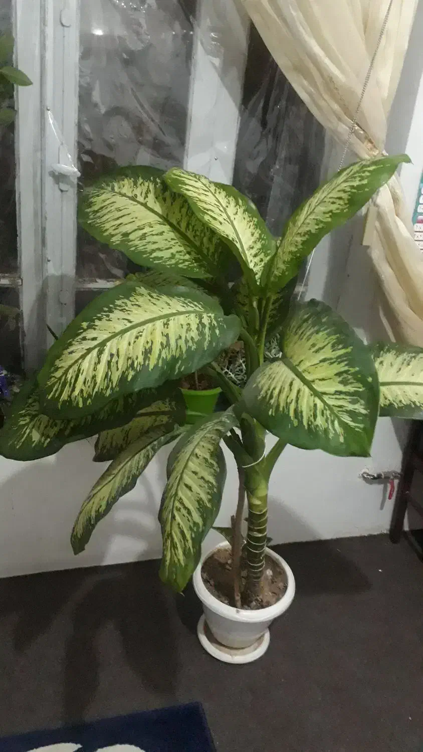 گل طبیعی|گل و گیاه طبیعی|خلخال, |دیوار