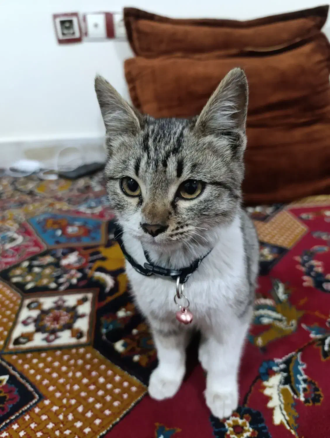 گربه|گربه|اسلام‌شهر, شهرک سالور|دیوار