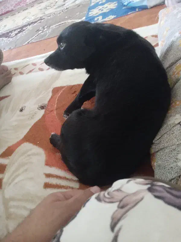 واگذاری سگ|سگ|یزد, |دیوار