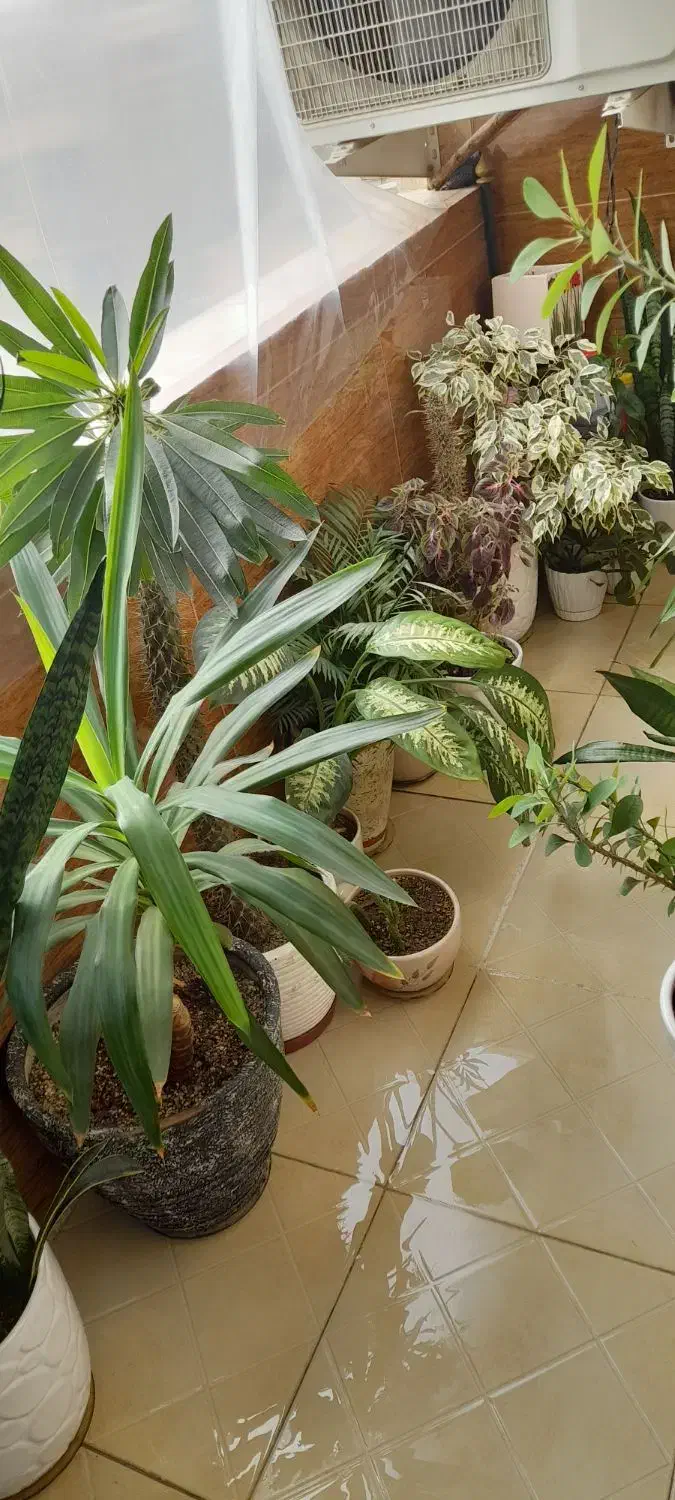 تعدادی گل طبیعی بفرش میرسدمناسب روزمادر وروز زن|گل و گیاه طبیعی|کرج, حصارک بالا|دیوار