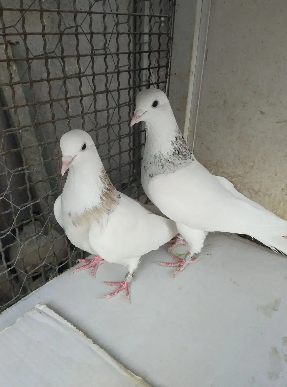 کبوتر طوقی ودمسفید|پرنده|قرچک, داوود آباد|دیوار