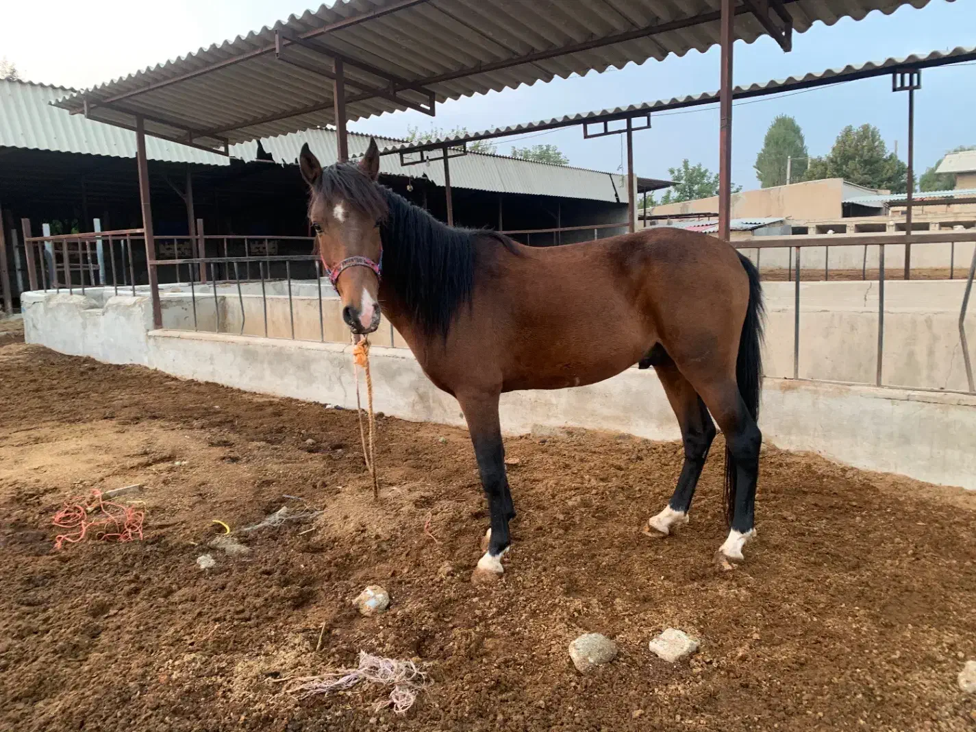 اسب عشایری|اسب و تجهیزات اسبسواری|چهارباغ, |دیوار