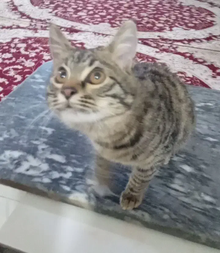 گربه|گربه|خواف, |دیوار