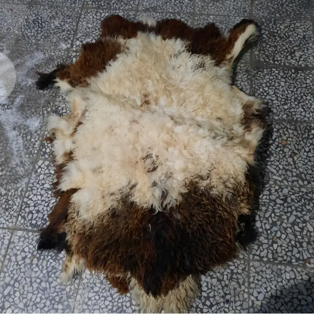 پوست گوسفند|گلیم، جاجیم، گبه|اندیمشک, |دیوار