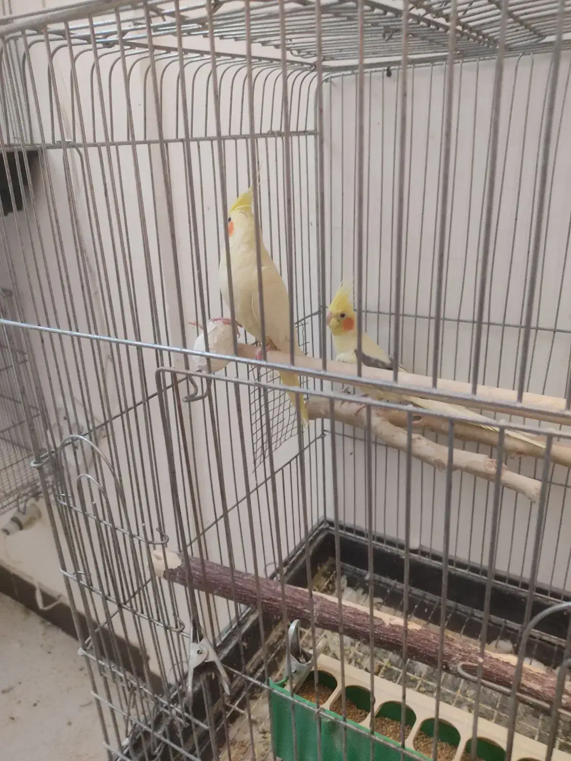 جفت مولد عروس|پرنده|خمین, |دیوار