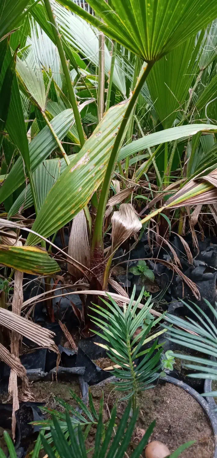 فروش گل|گل و گیاه طبیعی|دماوند, دماوند|دیوار