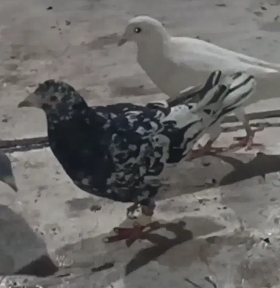 کبوتر هفترنگ سیاه|پرنده|محمدیه-قزوین, |دیوار