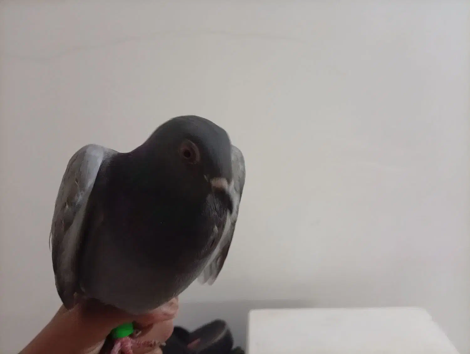 کفتر|پرنده|بیرجند, |دیوار