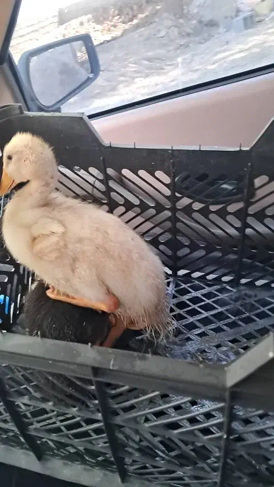 اردک|حیوانات مزرعه|رامشیر, |دیوار