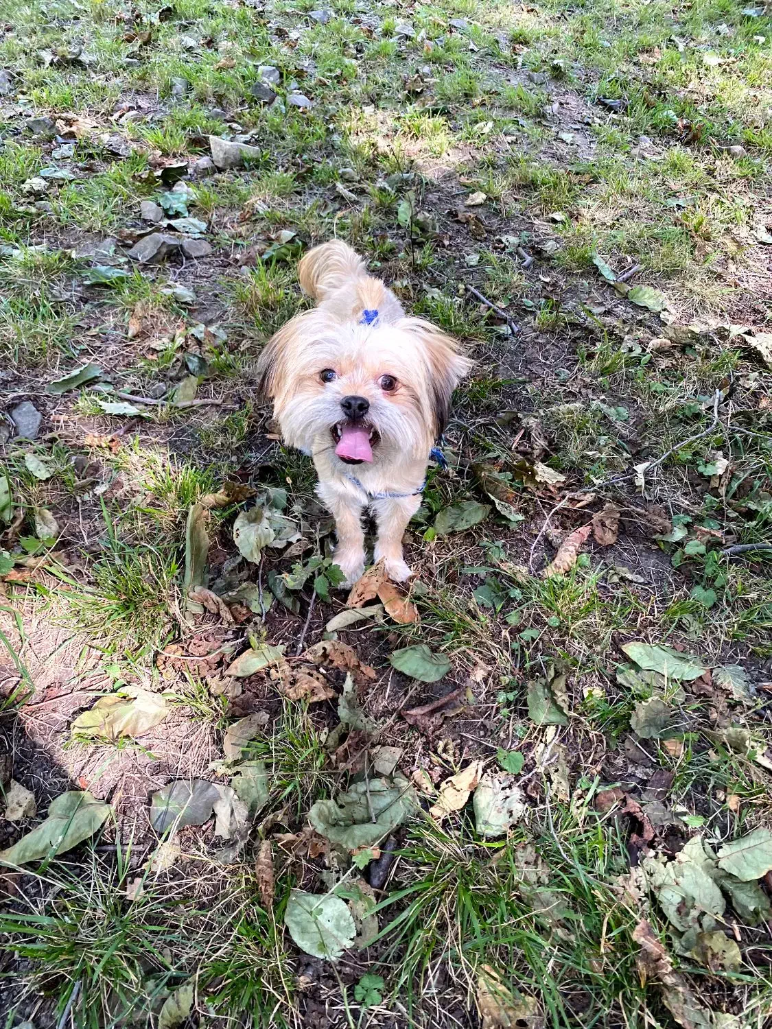 شیتزو نر|سگ|شاهرود, |دیوار