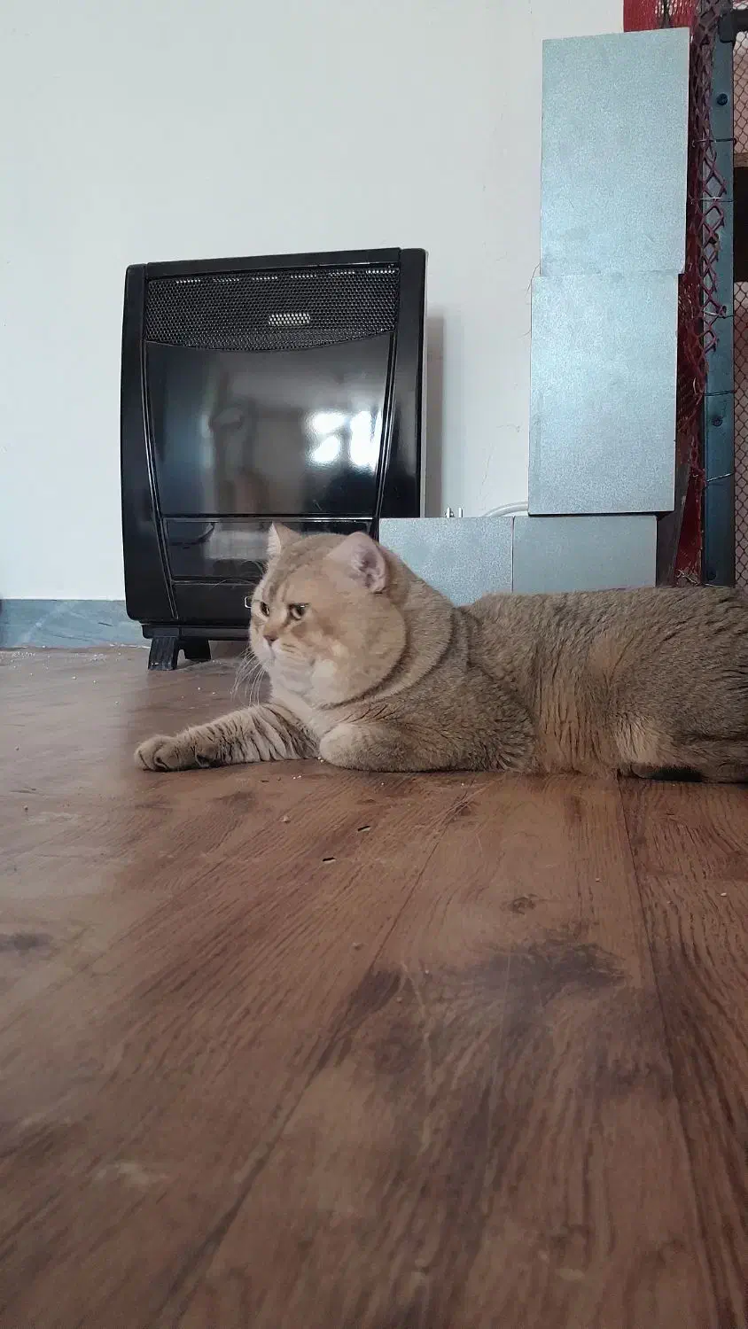 گربه شورت هیر بریتیش کشش جفت وارداتی|گربه|پردیس, فاز ۸|دیوار