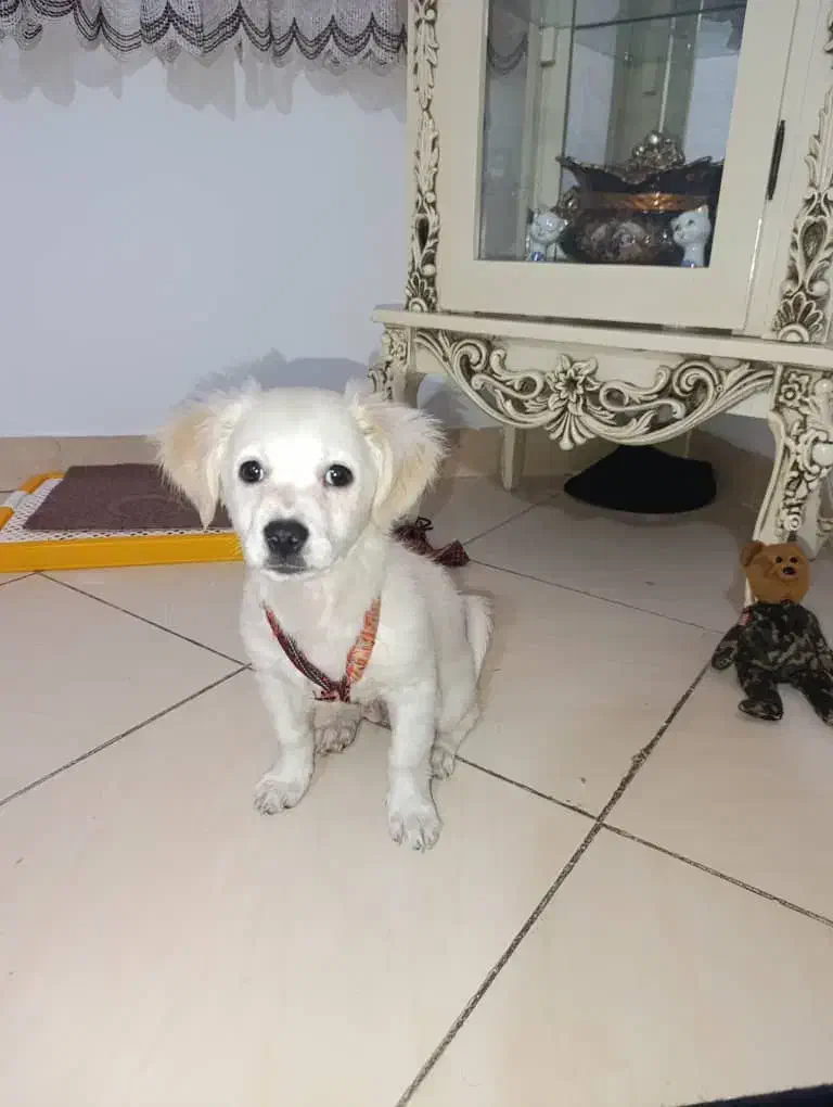 اشپیتز قیمت 5فوری|سگ|کهریزک, |دیوار