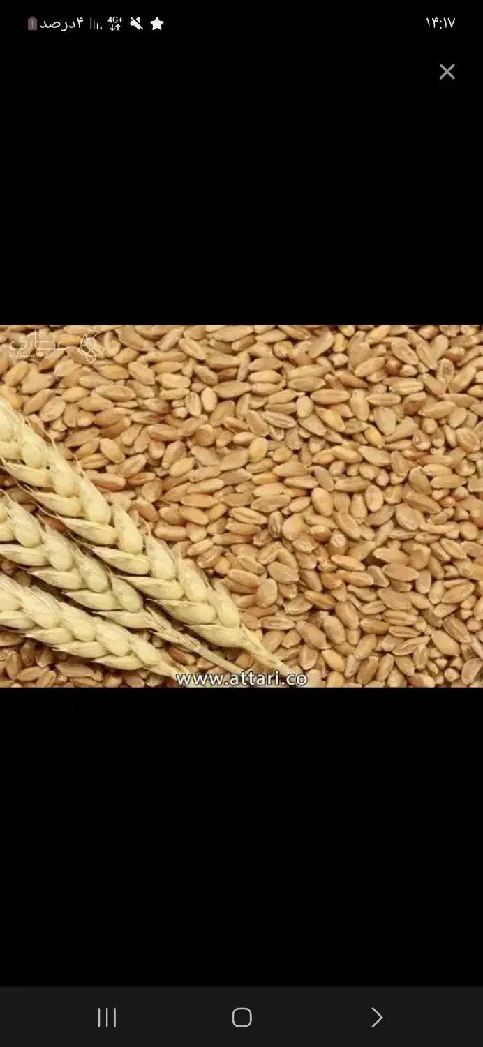 گندم آفتاب|خدمات باغبانی و درختکاری|ازگله, |دیوار