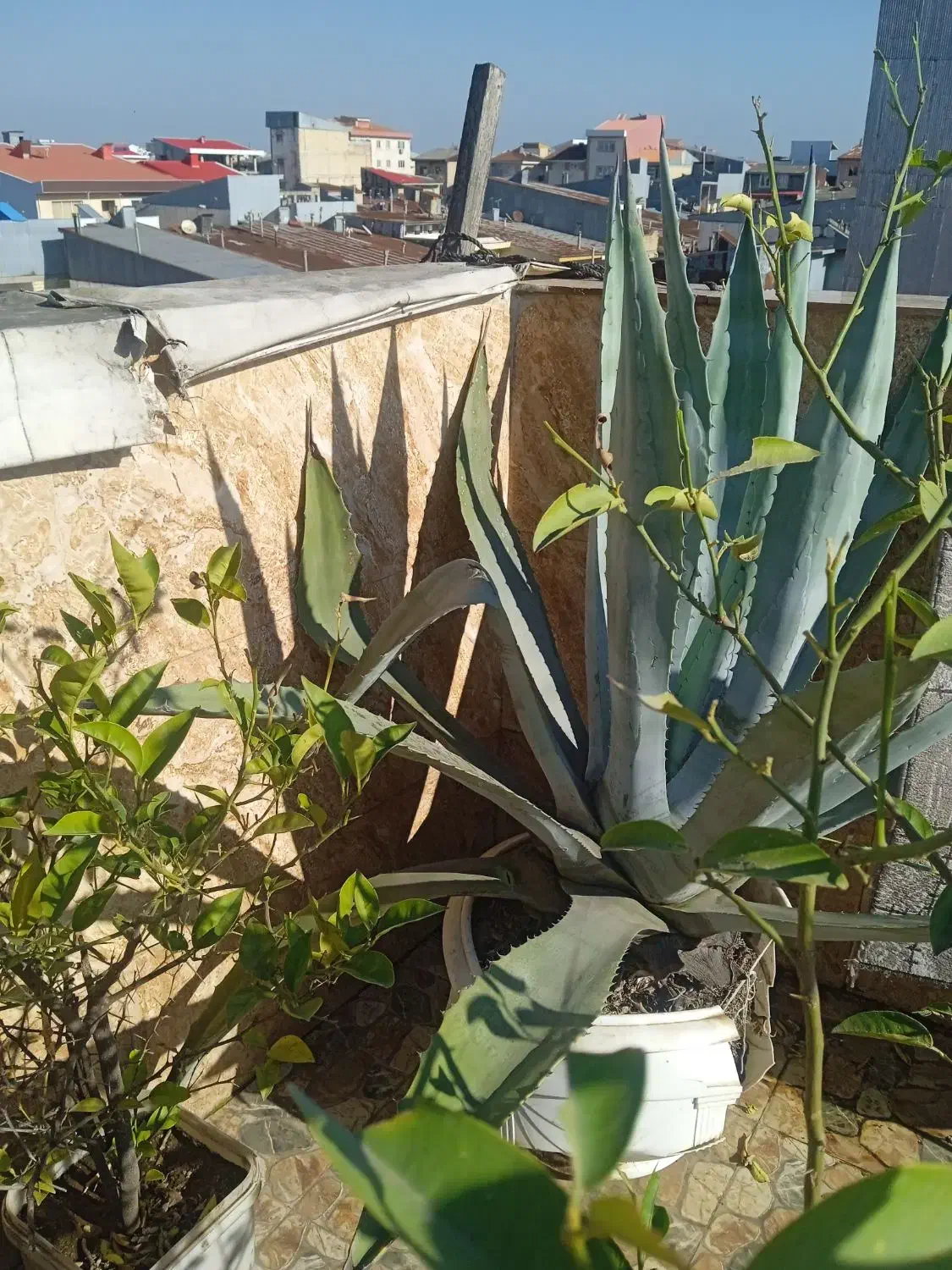 گل های زیبا|گل و گیاه طبیعی|رشت, معلولین|دیوار