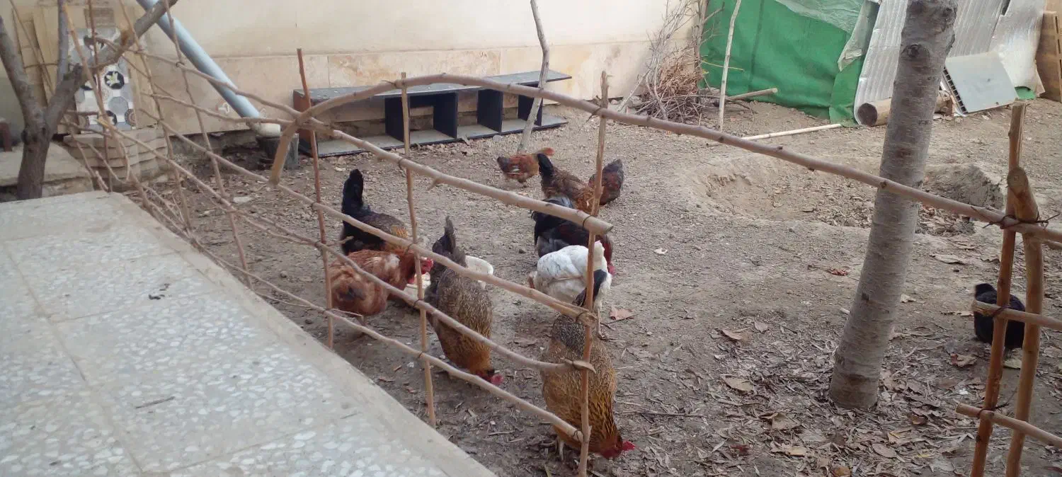 مرغ و خروس و نیمچه|حیوانات مزرعه|کرج, حسین آباد (اکبر آباد)|دیوار