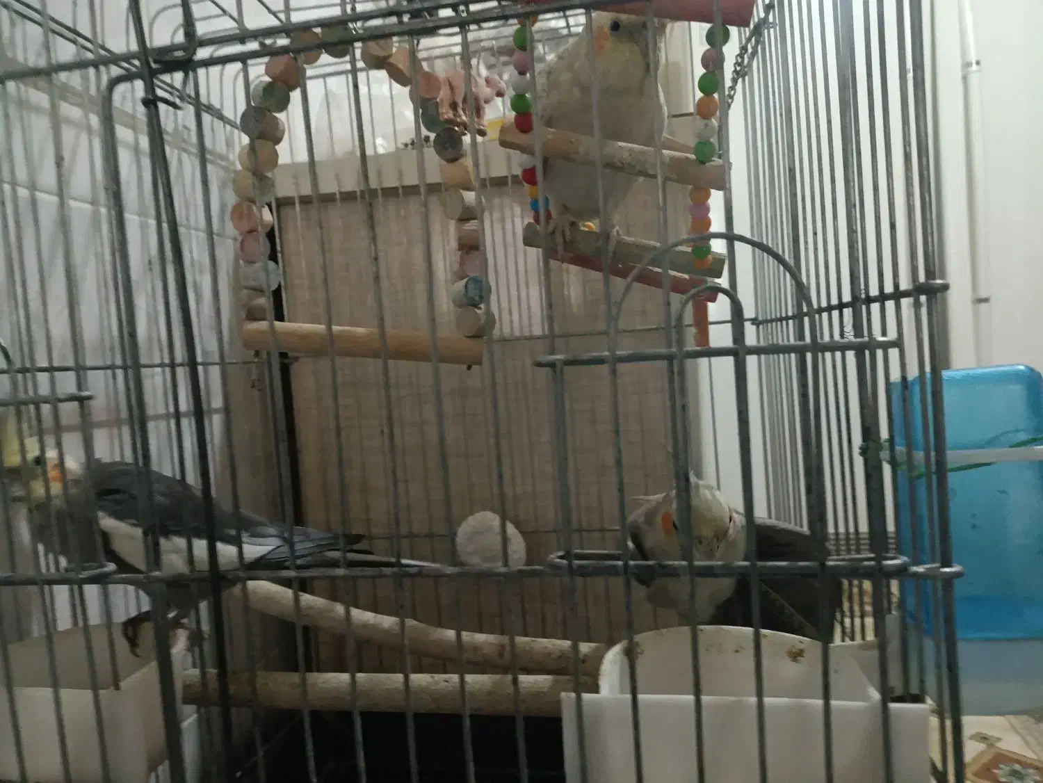 فروش 3 عدد عروس هلندی مولد|پرنده|بوکان, |دیوار