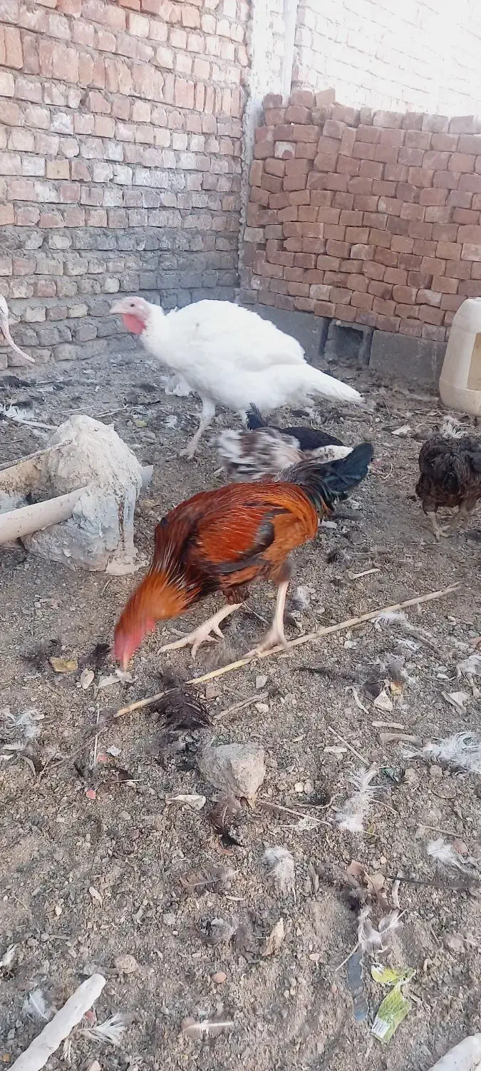 مرغ محلی|حیوانات مزرعه|زاهدان, |دیوار