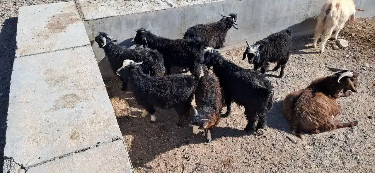 فروش بزغاله بز و بره|حیوانات مزرعه|بیرجند, |دیوار