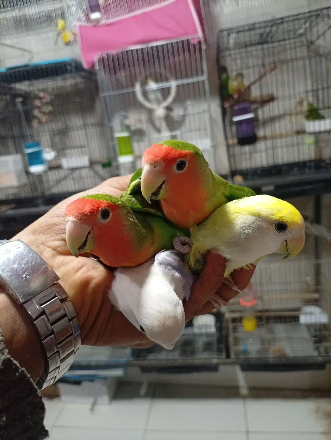 انواع پرنده|پرنده|خرم‌آباد, |دیوار