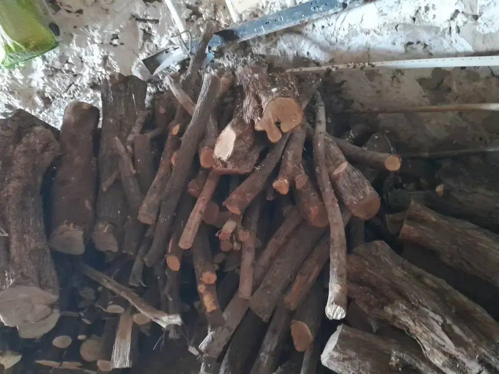 خریدارمرکبات ریشه مرکبات اکالیتوس وغیره|خدمات باغبانی و درختکاری|دوگنبدان, |دیوار