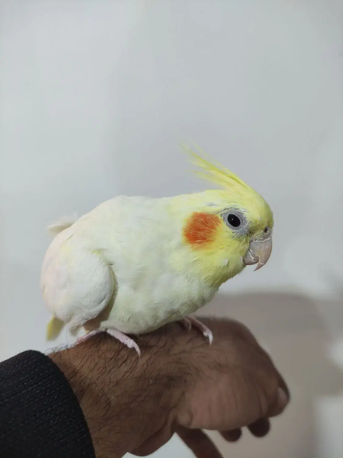 عروس هلندی|پرنده|صائین قلعه, |دیوار