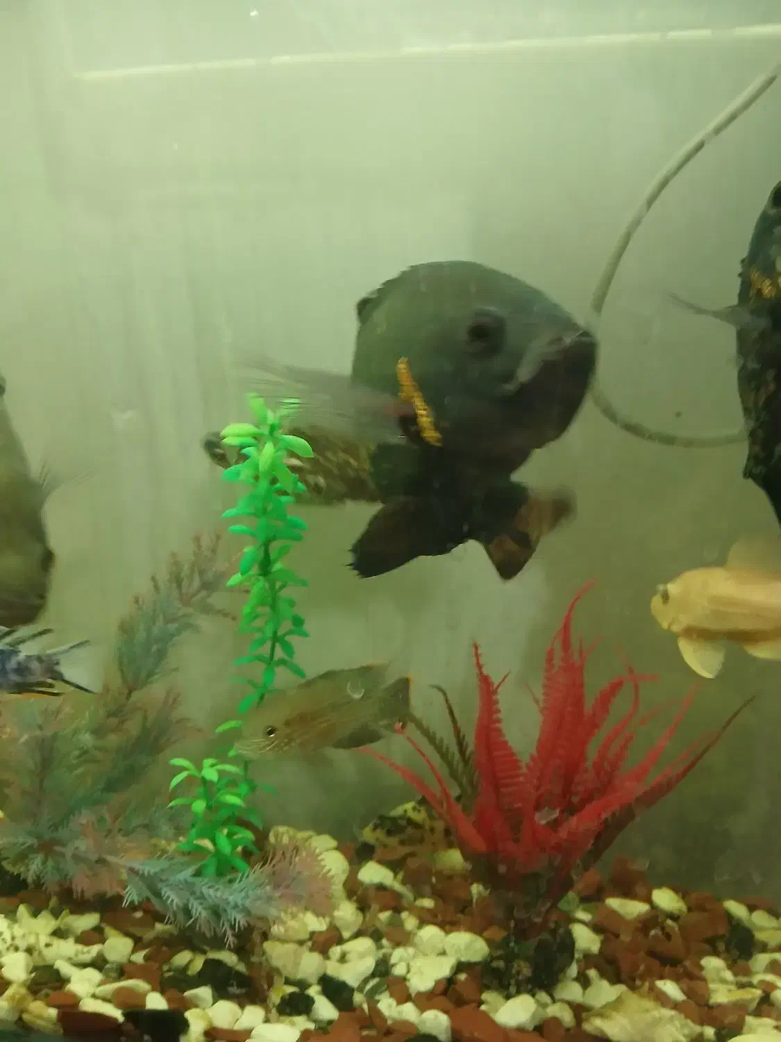 ماهی|ماهی|فرخ‌شهر, |دیوار