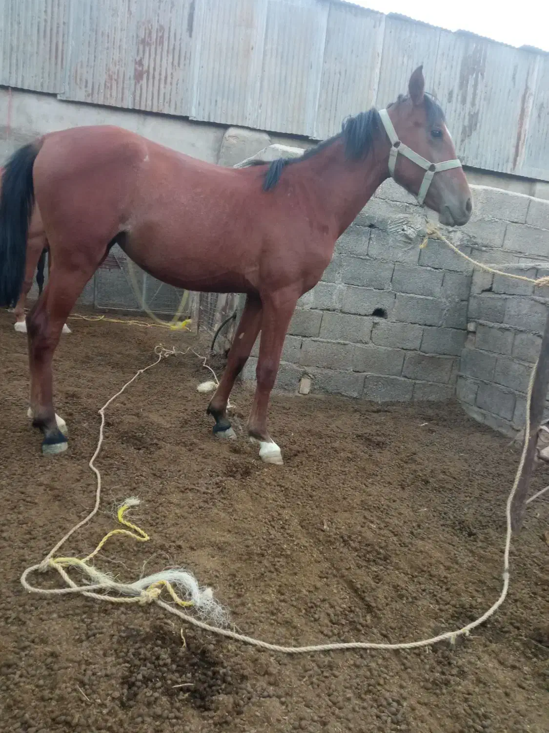 مادیان|اسب و تجهیزات اسب‌سواری|قم, جاده معدن|دیوار