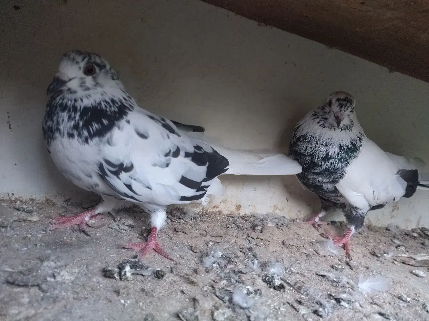 فروش کبوتر شازده و خالپیس|پرنده|بابل, |دیوار