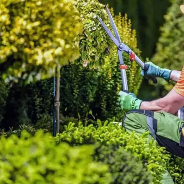 باغبانی|خدمات باغبانی و درختکاری|دوگنبدان, |دیوار