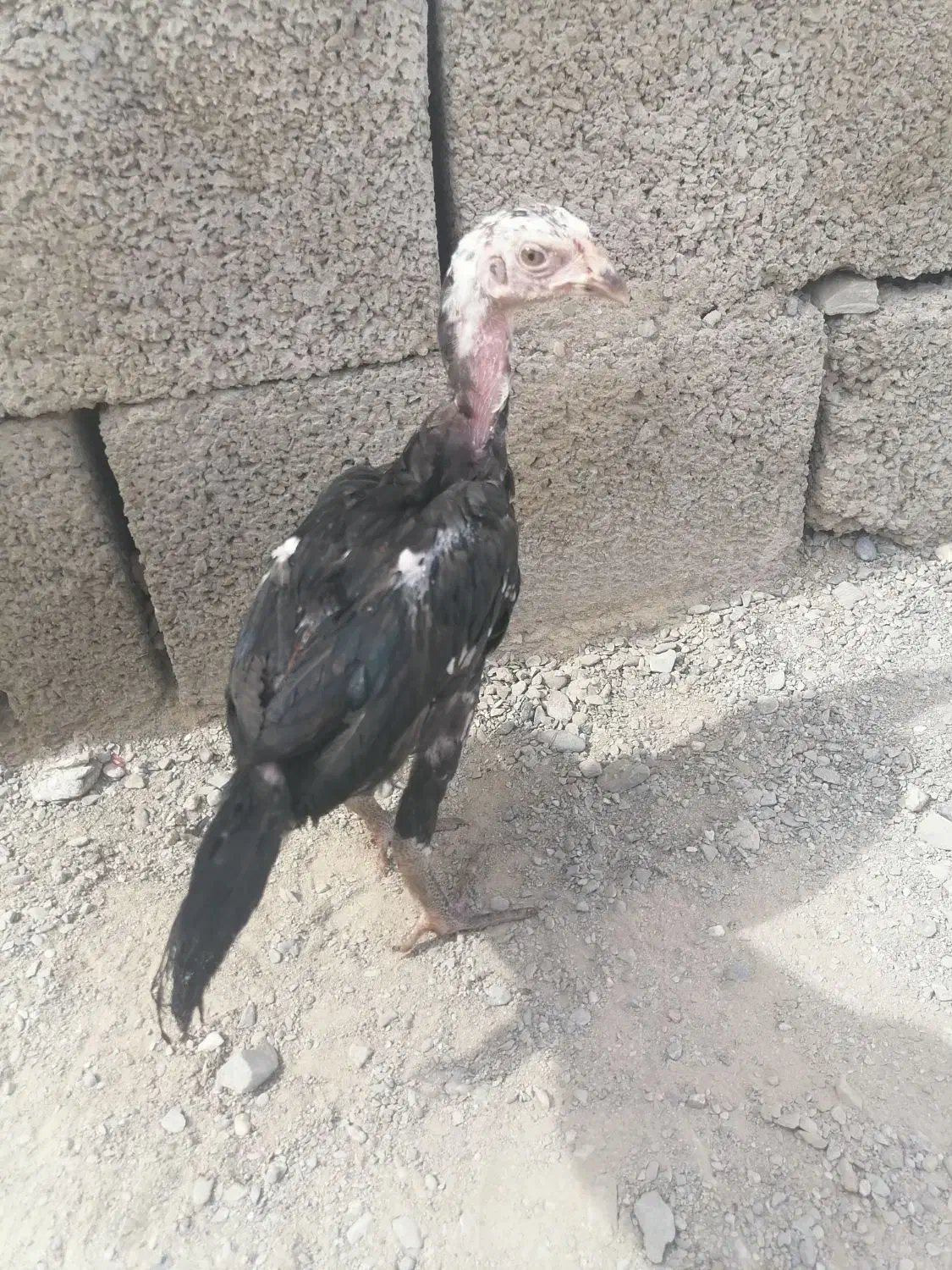 3 عدد جوجه فروشی|حیوانات مزرعه|سراوان, |دیوار