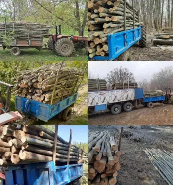 خدمات خرید چوب آلات و چوب گردو به بالاترین قیمت|خدمات باغبانی و درختکاری|الشتر, |دیوار