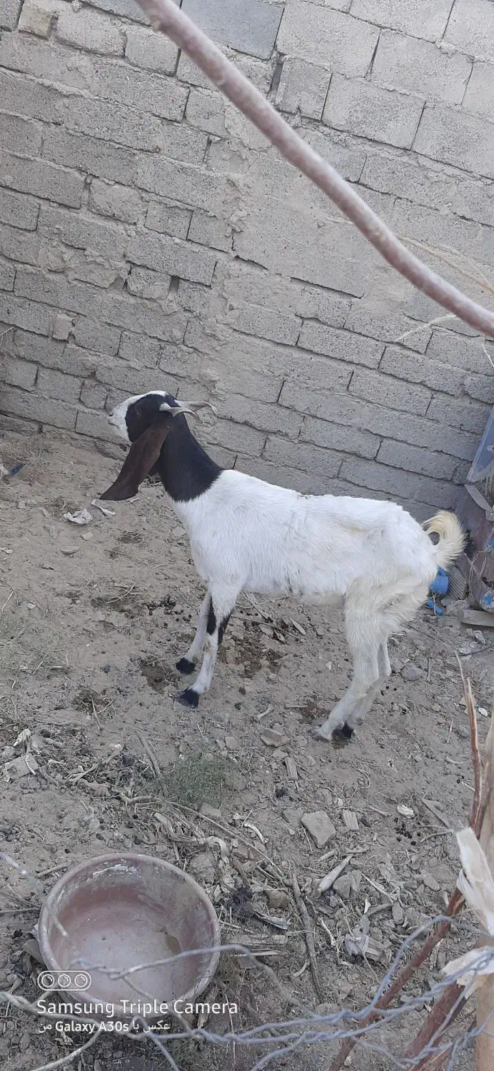 سلام. فروش یک عدد بز ماده|حیوانات مزرعه|هیرمند, |دیوار
