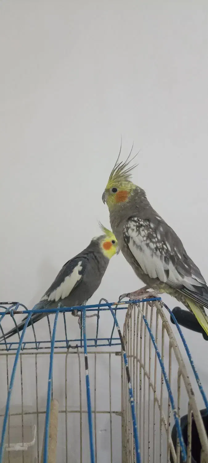 عروس هلندی نر وماده|پرنده|درگهان, |دیوار