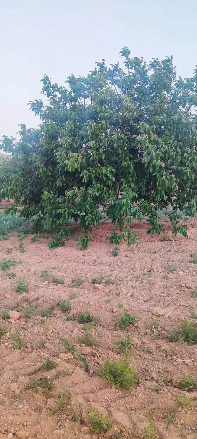 فروش باغ گردو قیمت مناسب|فروش دفتر صنعتی، کشاورزی، تجاری|تویسرکان, |دیوار