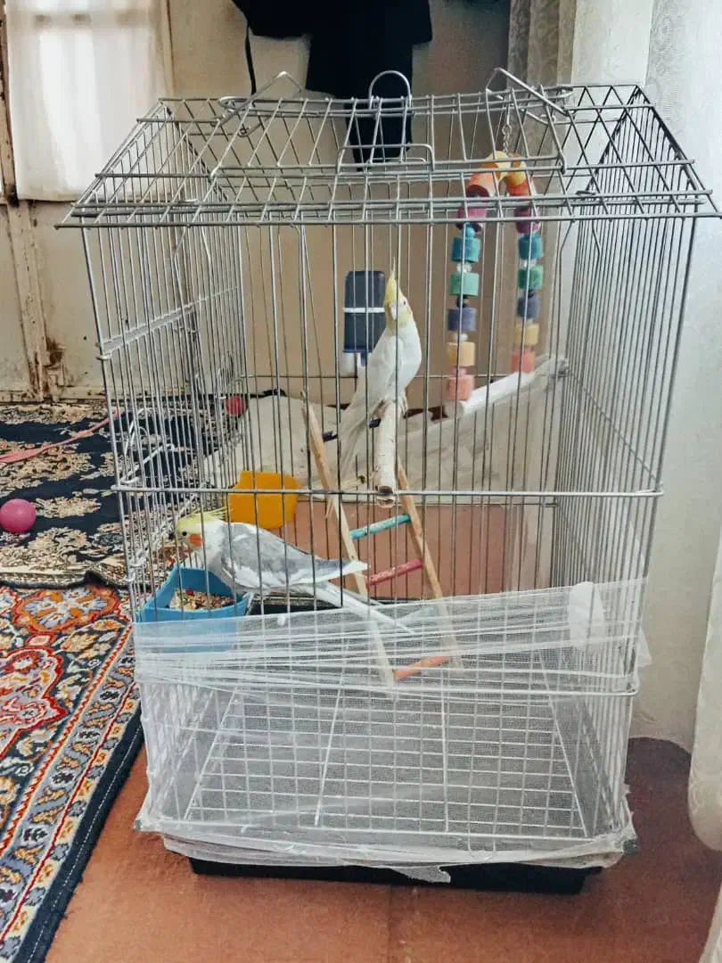 عروس هلندی|پرنده|اسدآباد, |دیوار