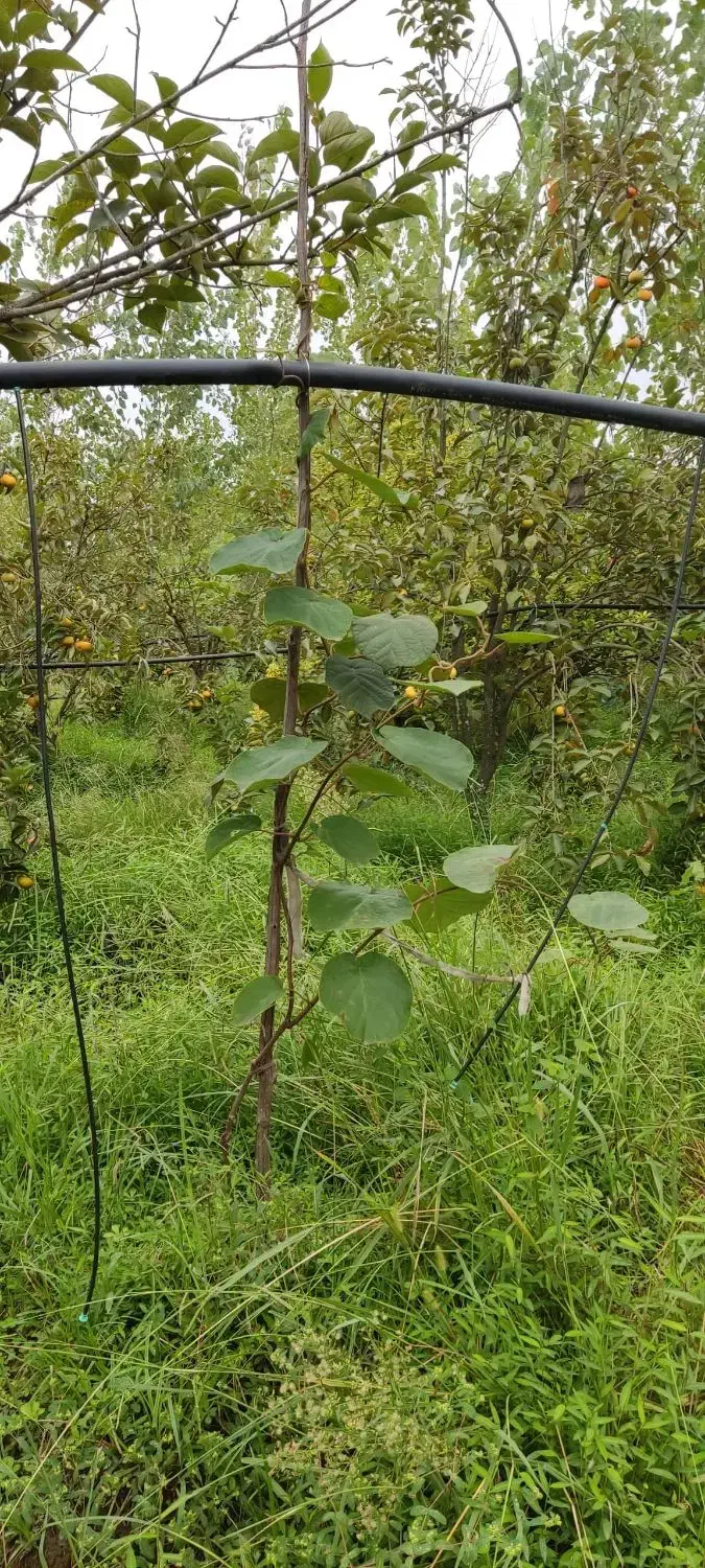 فروش نهال کیوی هایوارد ۳ ساله|گل و گیاه طبیعی|تولم شهر, |دیوار