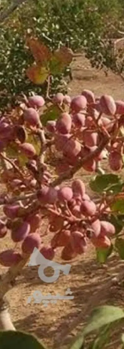 زمین ملک|فروش زمین و ملک کلنگی|بوئین زهرا, |دیوار