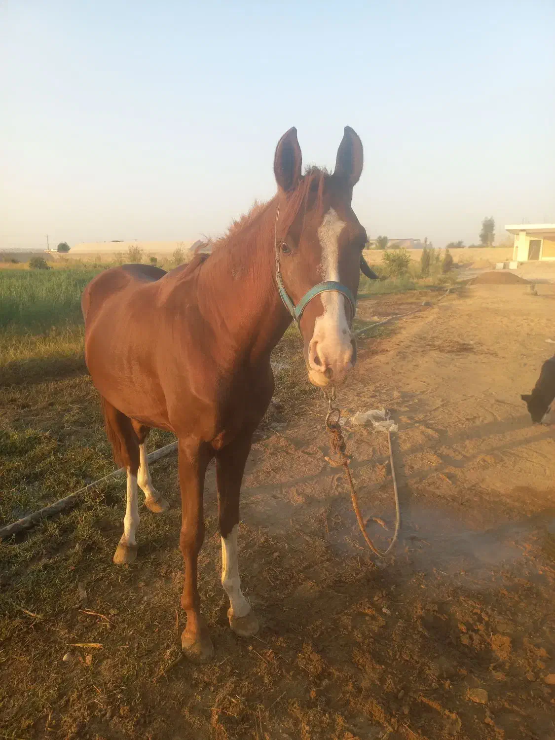 اسب|اسب و تجهیزات اسب‌سواری|شوشتر, |دیوار