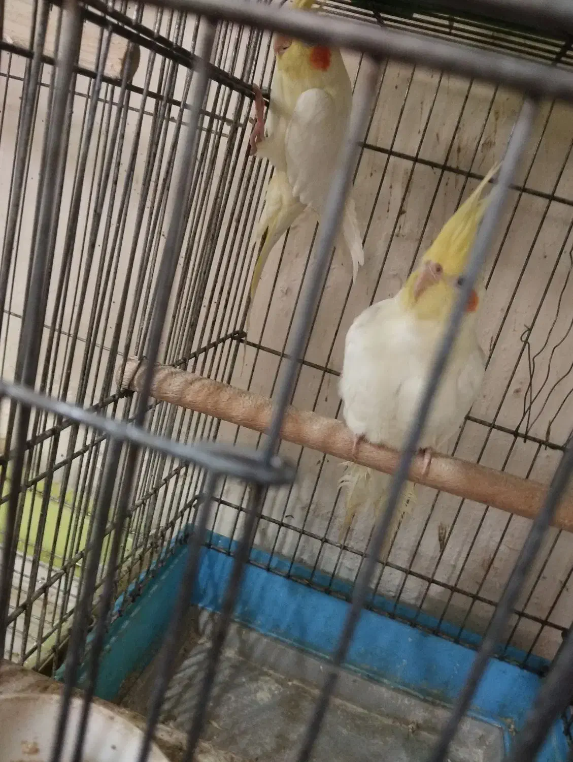 جوجه عروس هلندی|پرنده|تهران, افسریه شمالی|دیوار