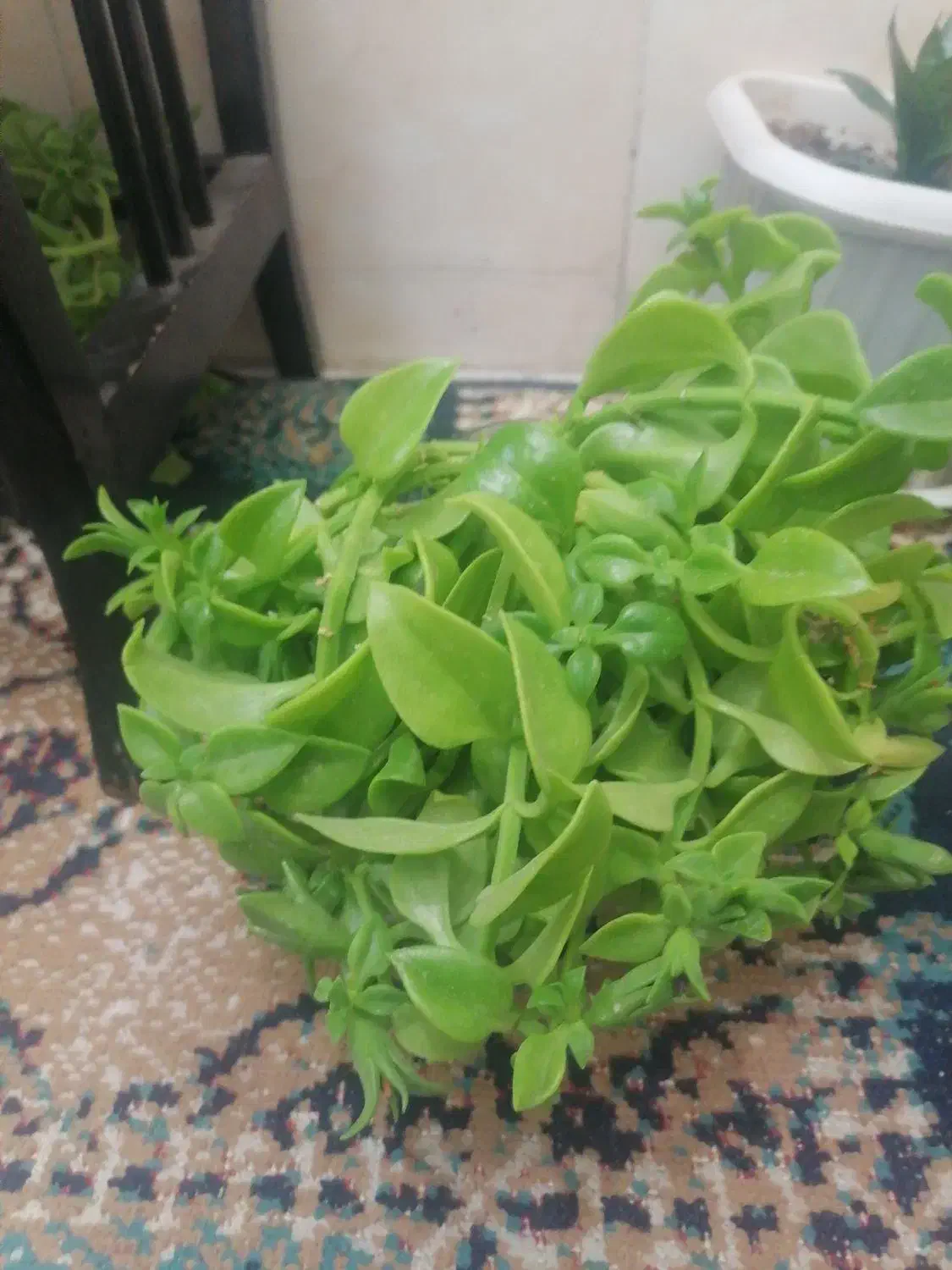 گگل|گل و گیاه طبیعی|سبزوار, امیر کبیر|دیوار