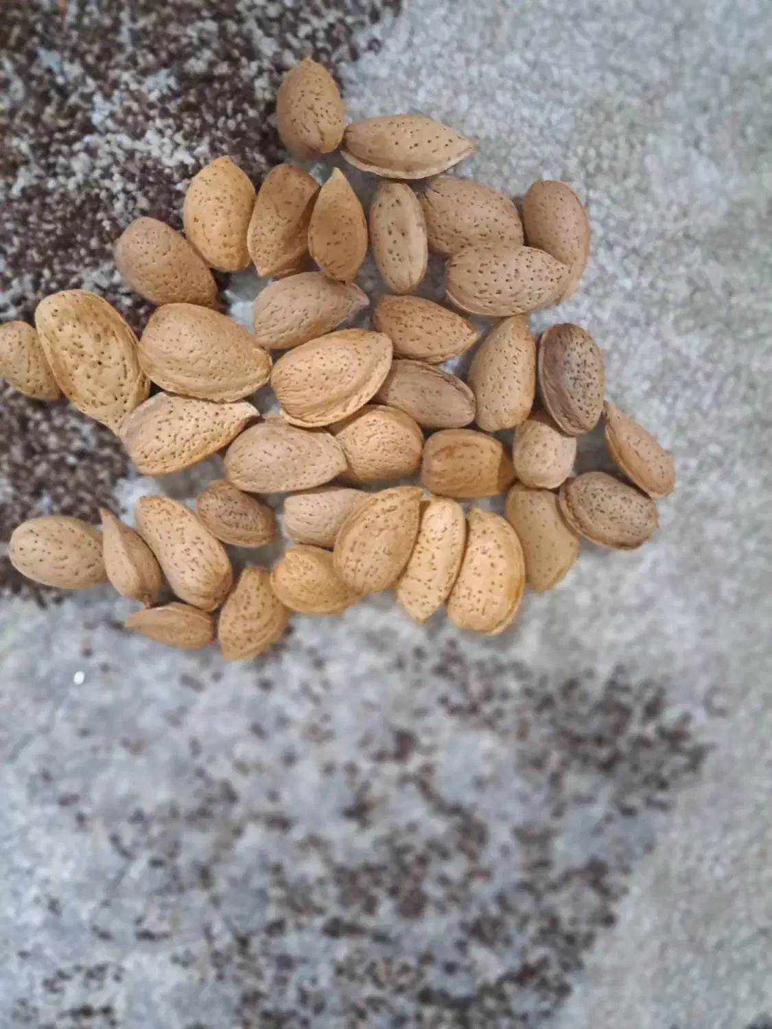 بادام درختی و گردو امسالی قوچان|خوردنی و آشامیدنی|مشهد, شهید قربانی|دیوار