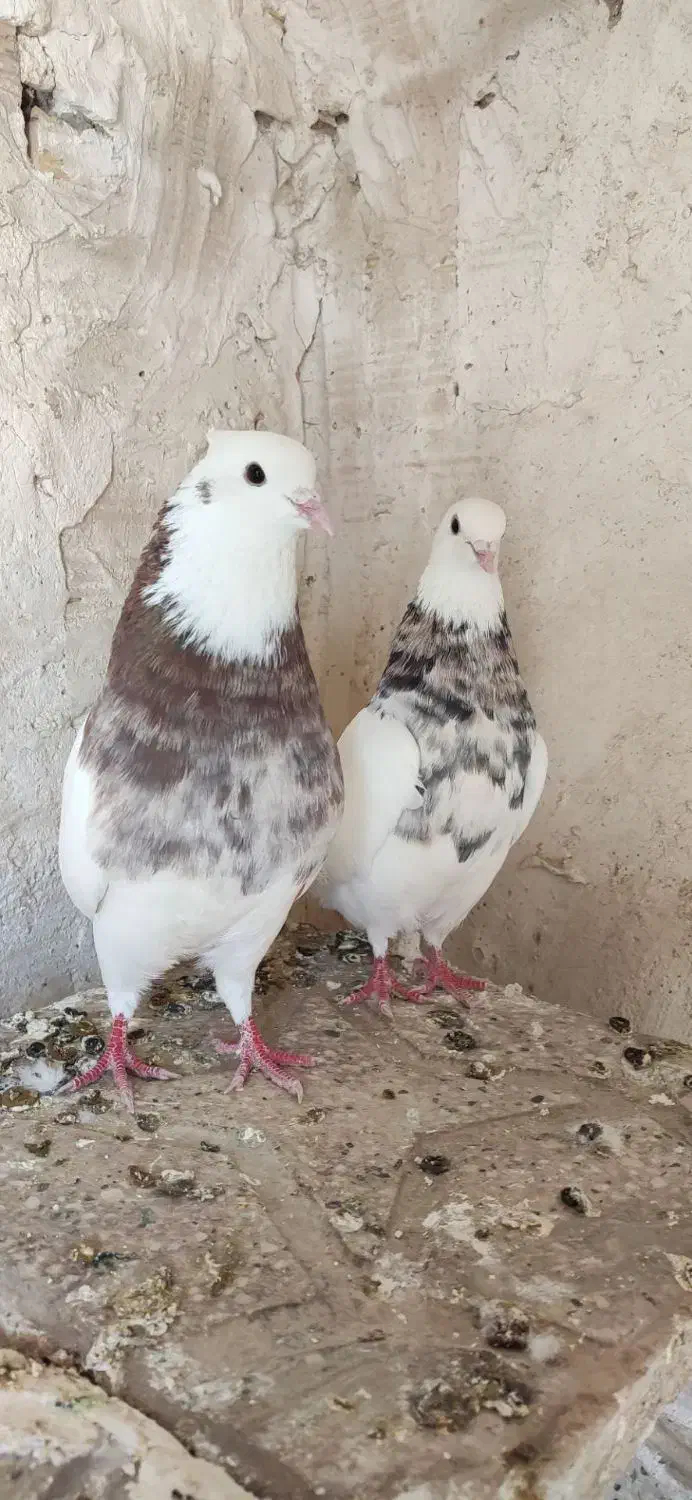 کبوتر|پرنده|سنندج, |دیوار