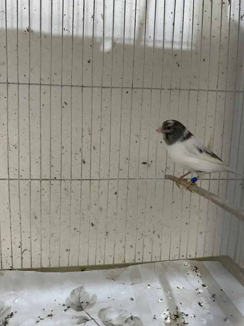 قناری|پرنده|مشهد, طلاب|دیوار