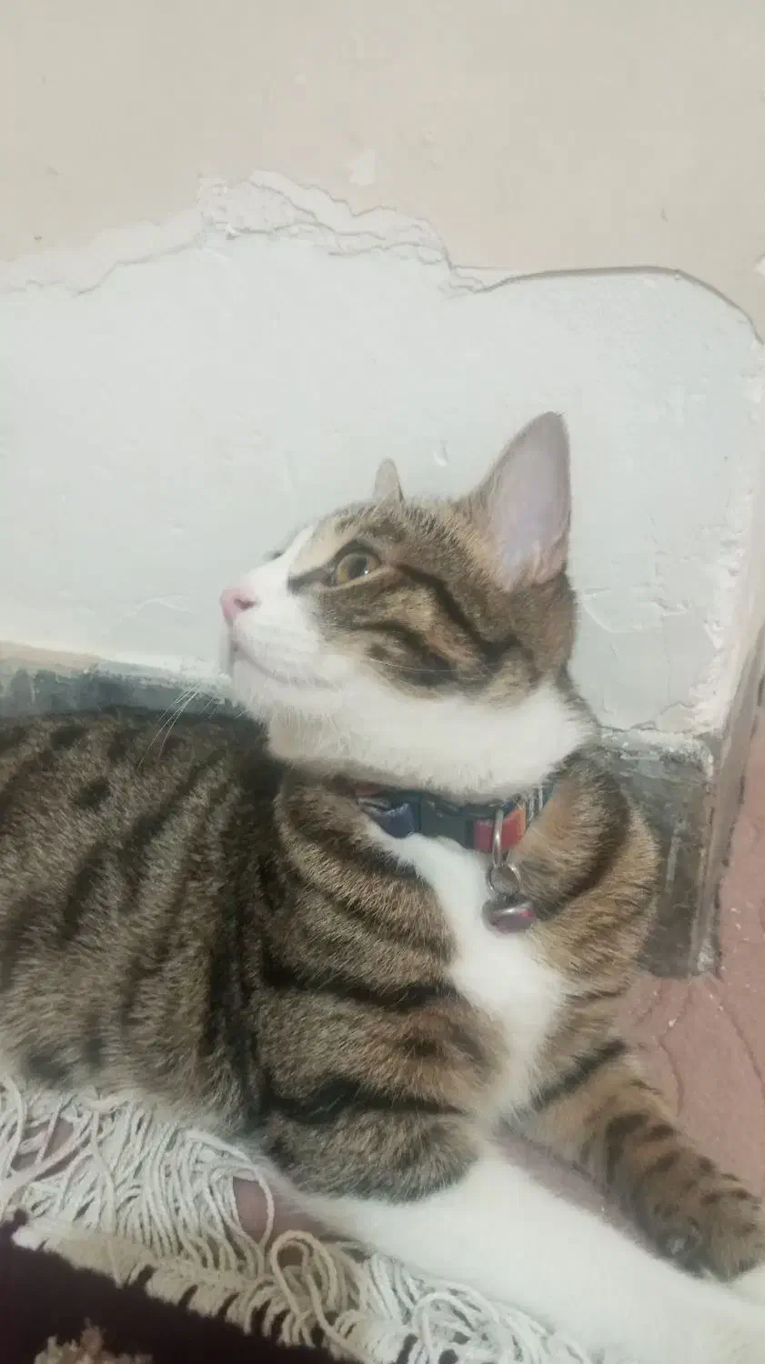 واگذاری رایگان گربه|گربه|هشتگرد, هشتگرد قدیم|دیوار