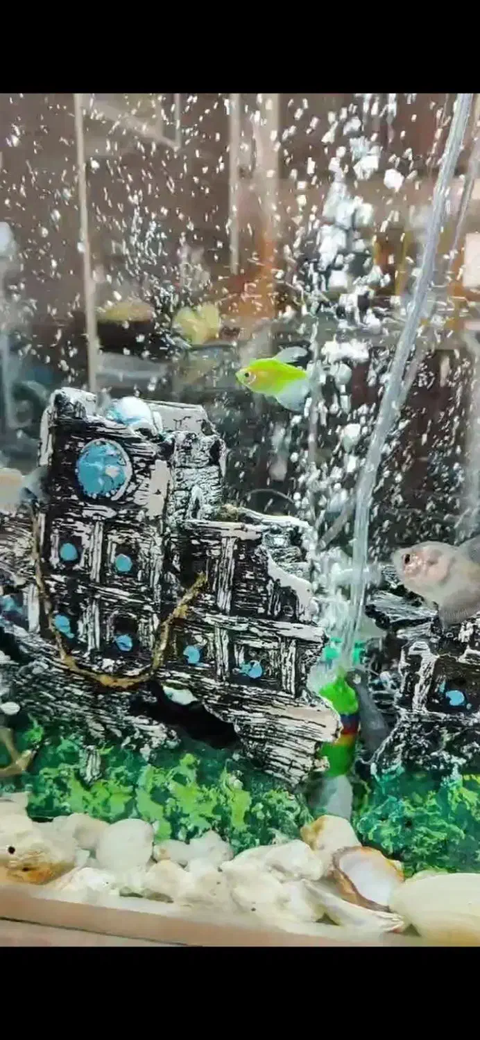 آکواریوم به فروش میرسد|ماهی|زرقان, |دیوار