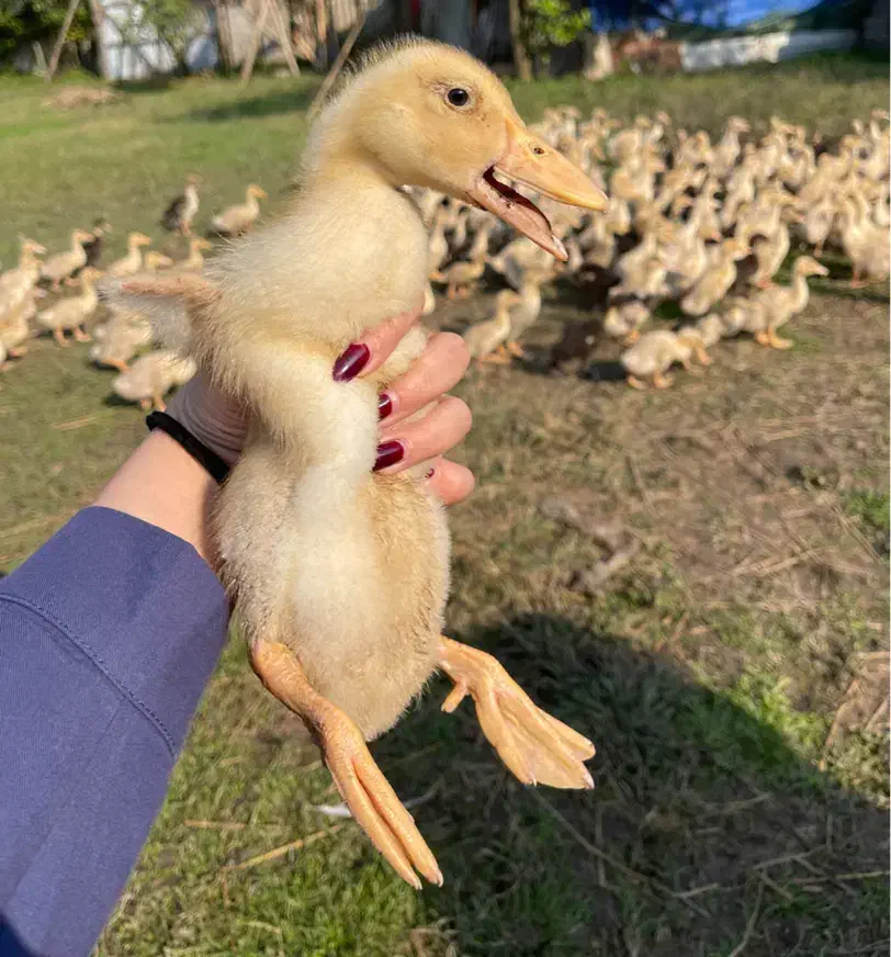 جوجه اردک و غاز بالغ|حیوانات مزرعه|رشت, تازه آباد|دیوار