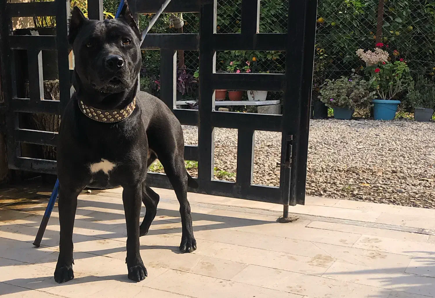 توله پیتبول|سگ|ساری, |دیوار